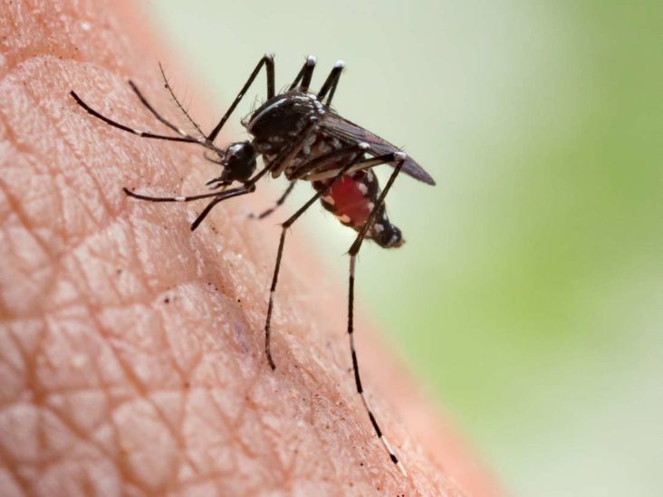 نشانه ها و علائم مالاریا - درمان مالاریا