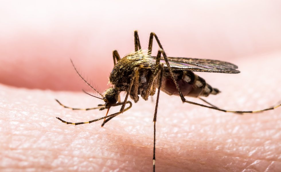 نشانه ها و علائم مالاریا - درمان مالاریا