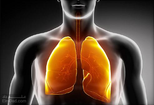 آشنایی با سیستم تنفسی - بخش های مختلف سیستم تنفسی