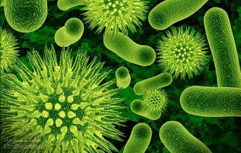 ساختار باکتری ها - تولید مثل باکتری ها