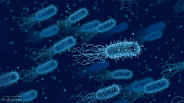 ساختار باکتری ها - تولید مثل باکتری ها