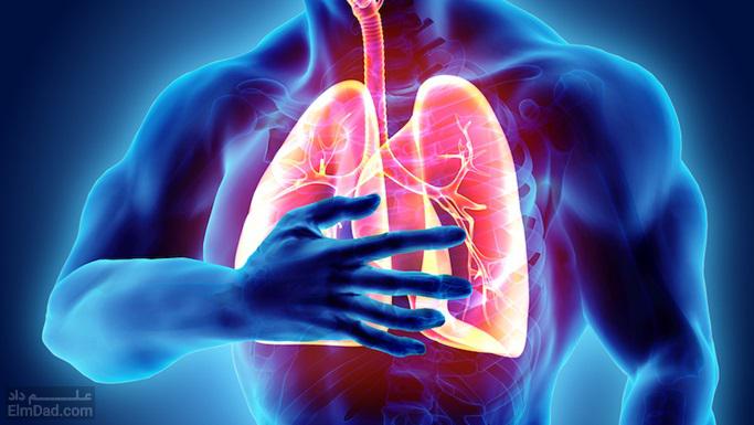 آشنایی با سیستم تنفسی - بخش های مختلف سیستم تنفسی