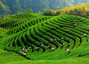 مزارع چای سبز _ تایوان