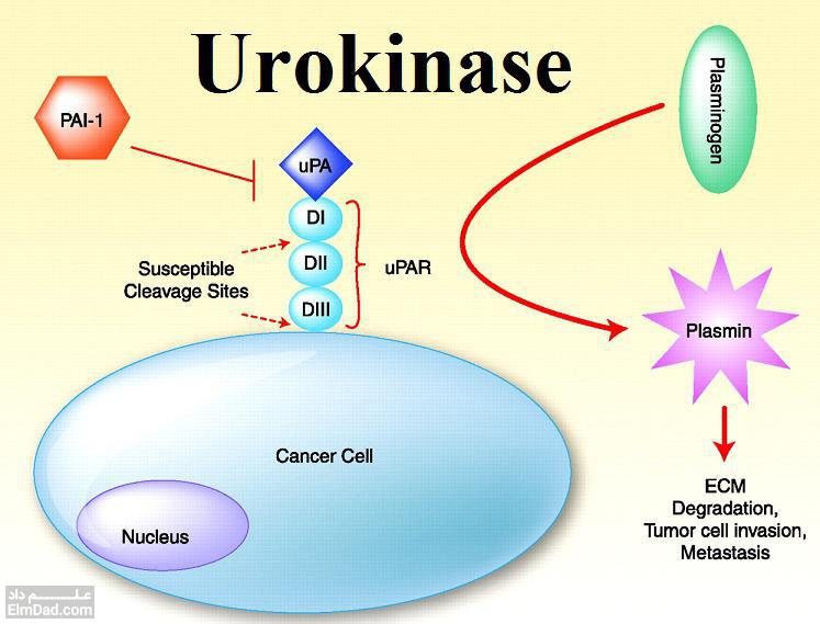 داروی اوروکیناز (Urokinase)